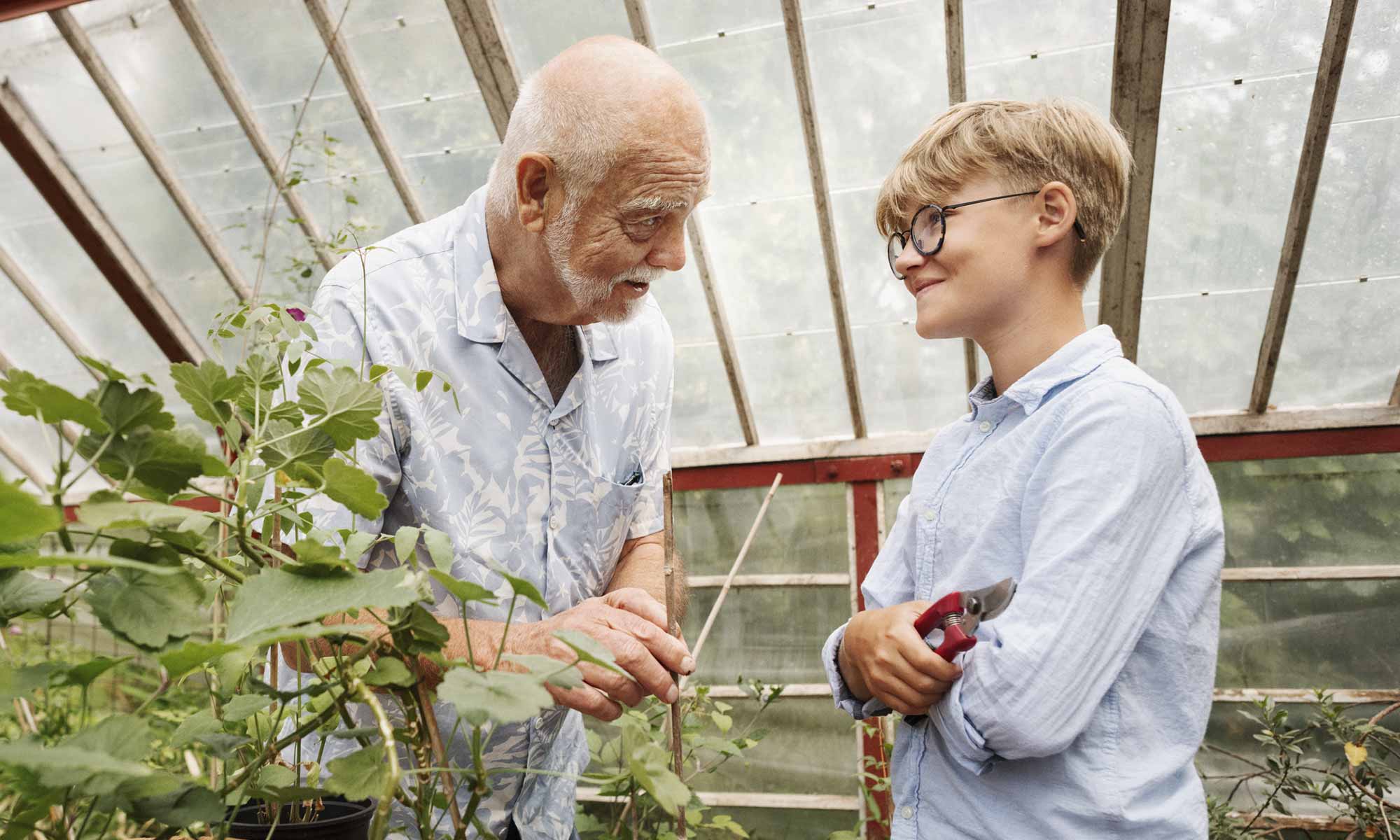 Äldre man och hans barnbarn står och jobbar i ett växthus